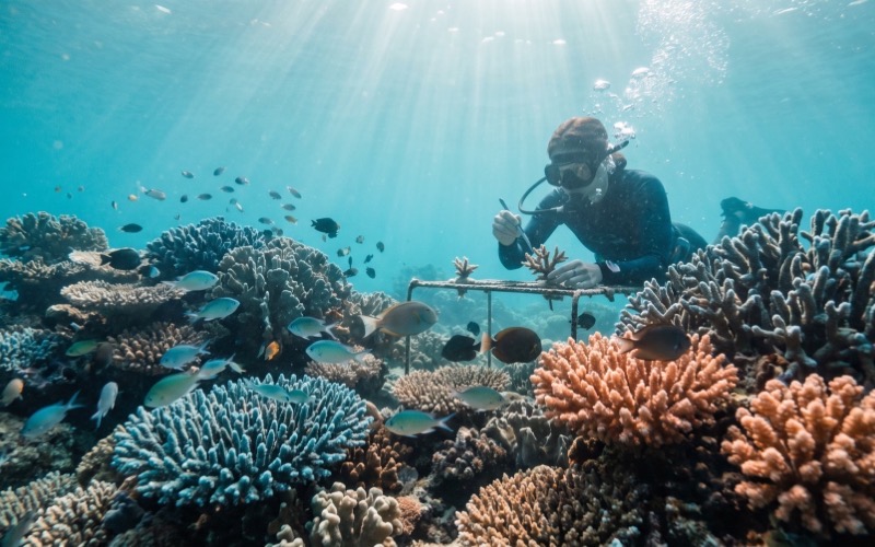 Blue Horizon Conservancy — ocean conservation nonprofit website hero, a diver restoring a coral reef